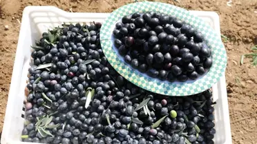 Şarköy zeytinyağı üretim sahası