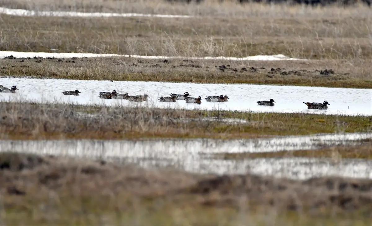 Sarıkamış’ta Göçmen Kuşların Şenliği: Sulak Alanlar Canlandı