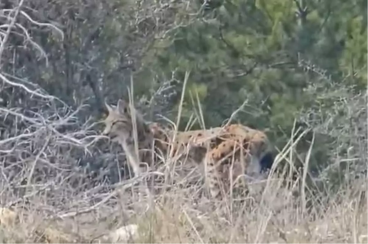 Tosya’da Koruma Altındaki Vaşak Cep Telefonuyla Kaydedildi