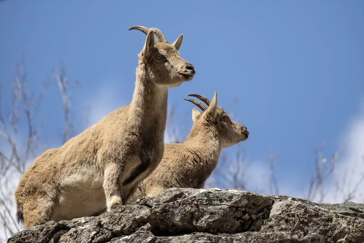 Munzur Vadisi'nde Yaban Keçileri ve Tilkiler Doğada Besin Arıyor