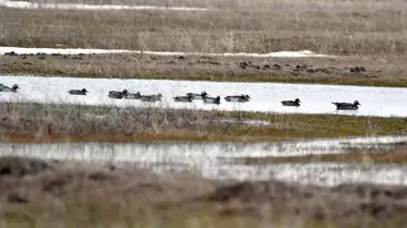 Göçmen kuşların havada süzülüşü