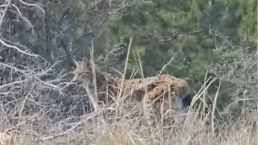 Vaşak görüntüsü