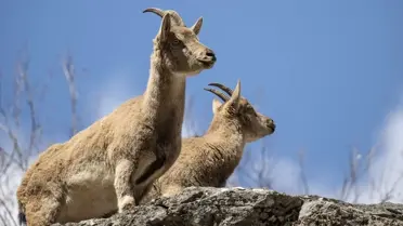 Munzur Vadisi'nde yaban keçileri ve tilkiler fotoğrafı