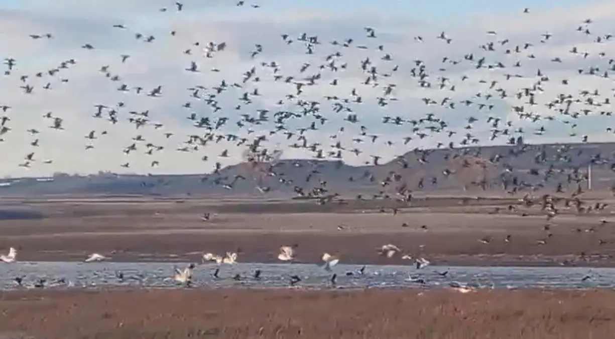 Kars’ın Küçük Aküzüm Köyü’nde Göçmen Kuşlar Sahne Aldı
