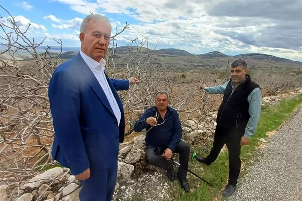 Kış Yağışları Gaziantep’in Fıstık Bahçelerine Can Verdi