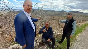 Yağış sonrası canlanan fıstık ağaçları