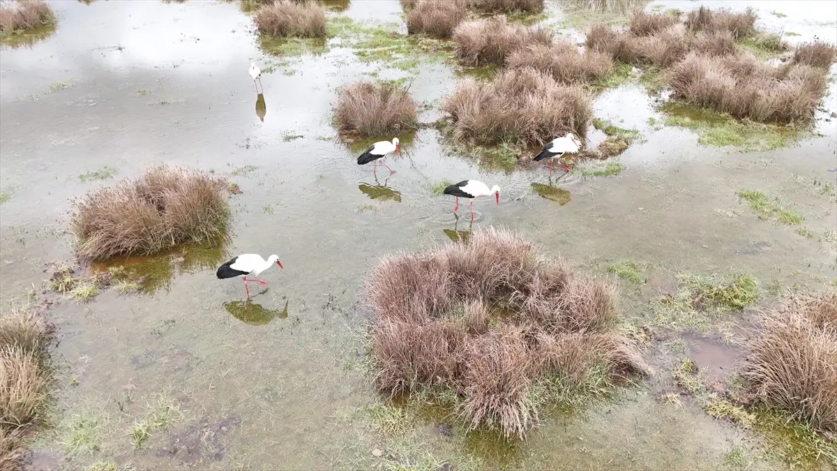 Aksu’da Dronla İzlenen Leylek Göçü: 30 Kuş Sulak Alanı Doldurdu