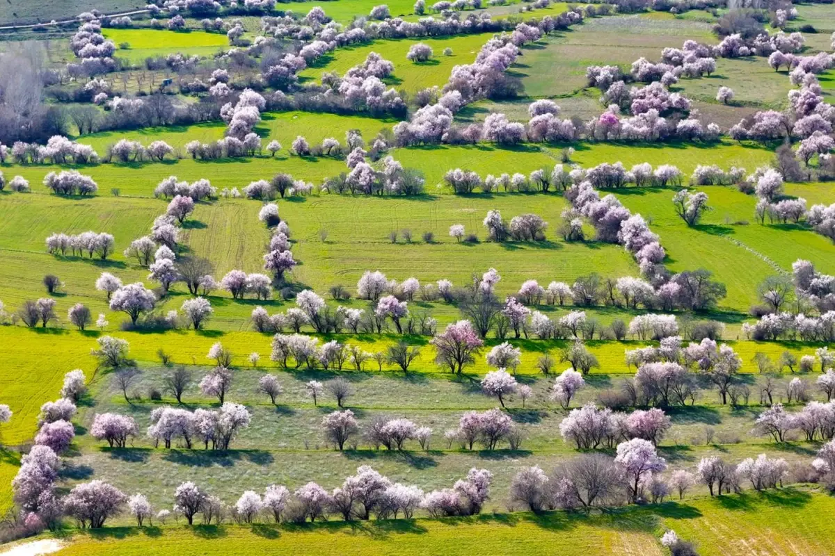 Pertek'te Badem Çiçekleriyle Gelen Bahar Rüyası: Görüntü İsviçre'den Değil, Türkiye'den