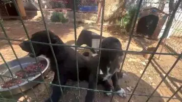 Antalya’da Merdiven Altı Köpek Üretiminde Ağır Cezalar Kesildi