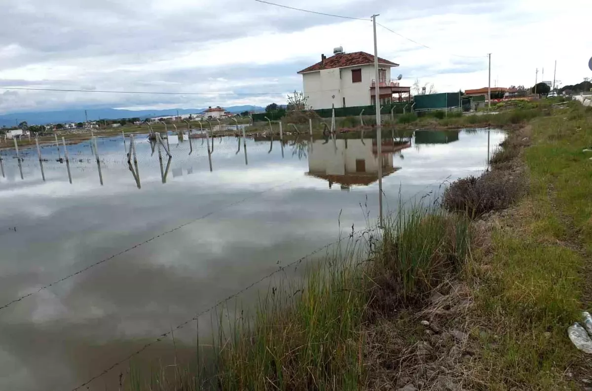 Balıkesir'de Nisan Yağmurları Zeytin Hasadına Umut Verdi