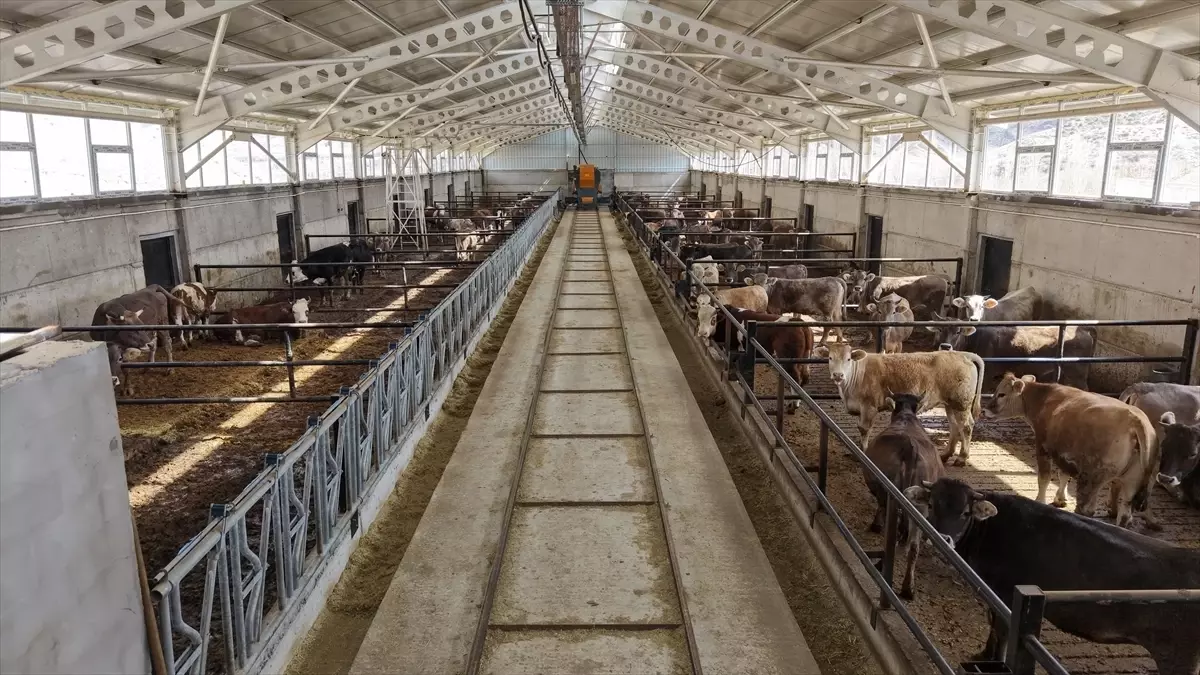 Erzurum’un Yeni Nesil Ahırları Hayvan Refahını ve Üretkenliğini Artırıyor