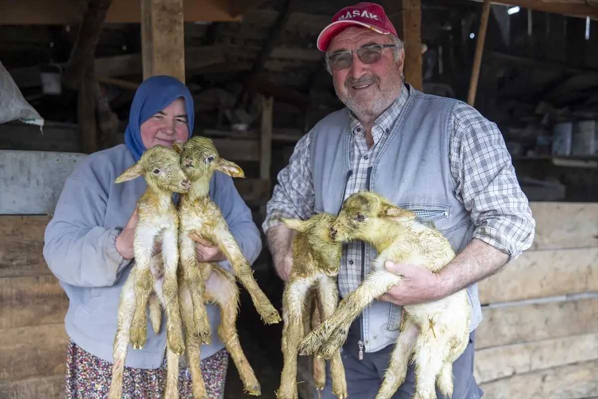 Bolu’da Tarihi Dördüz Kuzu Doğumu Tarımcılara Moral Verdi