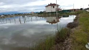 Nisan yağmurları sonrası zeytin bahçelerinin genel görünümü