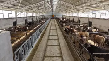 Erzurum’un Yeni Nesil Ahırları Hayvan Refahını ve Üretkenliğini Artırıyor