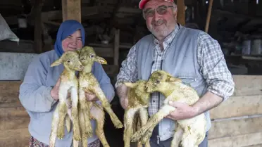 Dördüz yavrulayan koyun