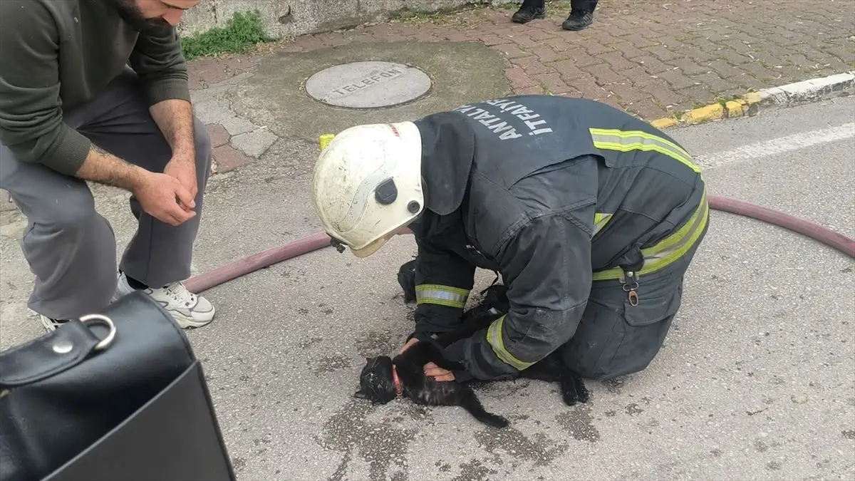 Antalya’da Yangın Çıkan Evde İtfaiye Ekipleri Baygın Kediyi Kalp Masajı ile Kurtardı