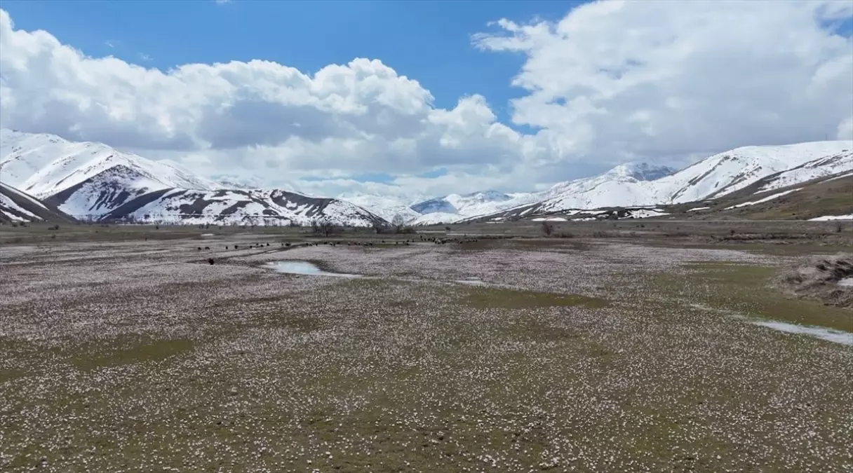 Bitlis’in Hizan İlçesinde Çiğdemler Baharı Müjdeler