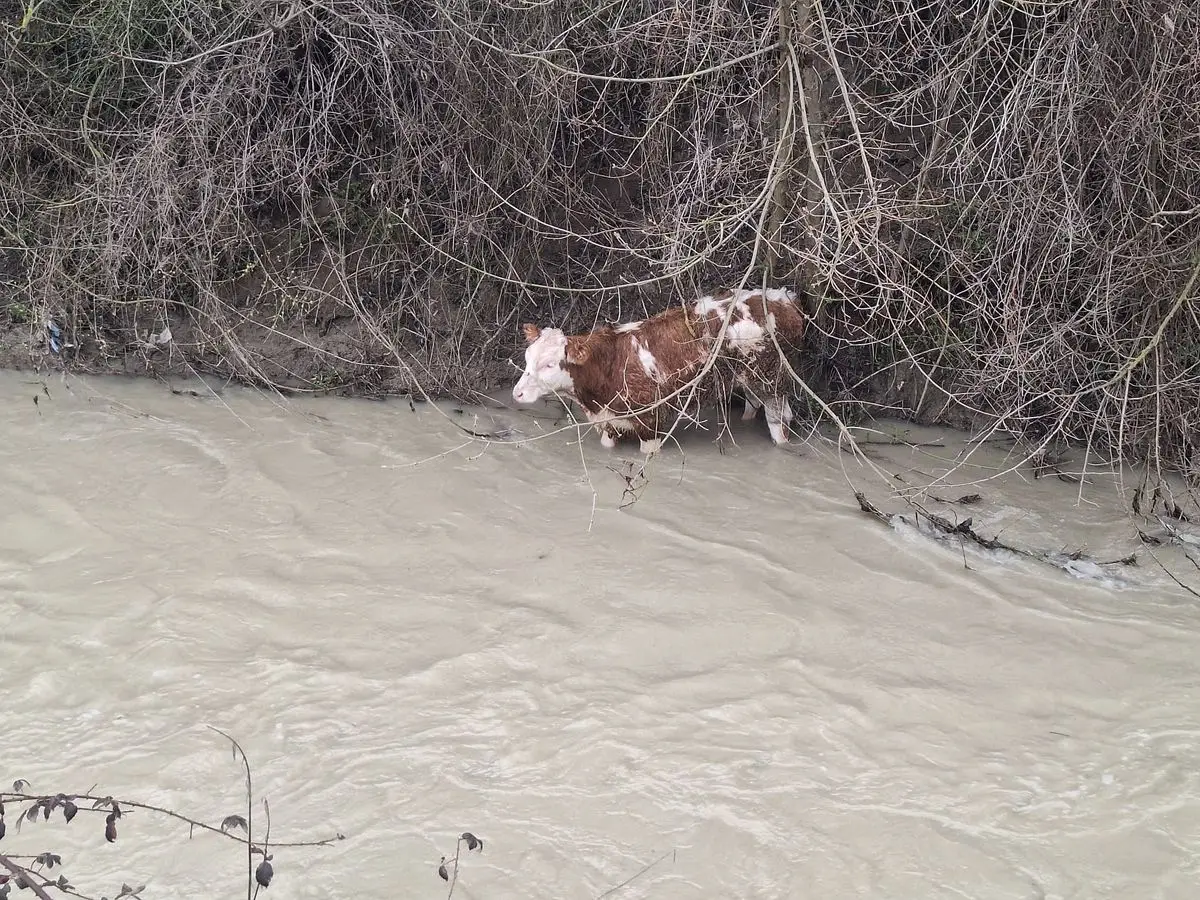 Mudurnu’da 6 Aylık Buzağı Dereye Düşerken Köylüler Hızlı Müdahale Etti