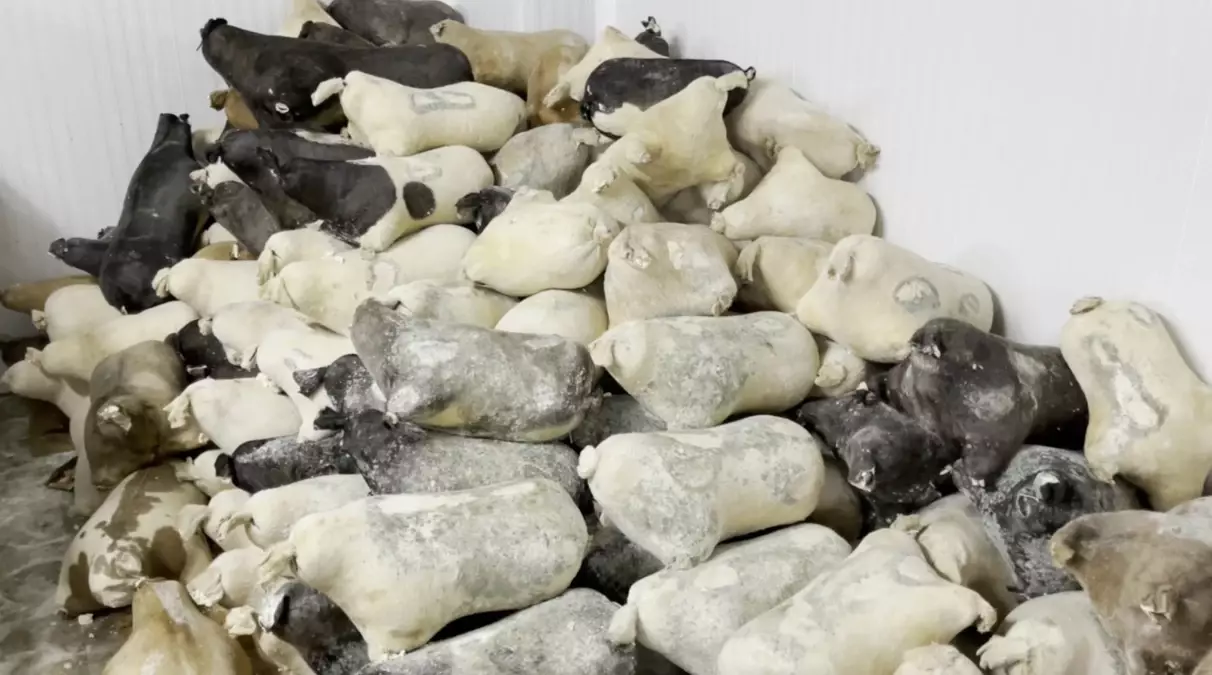 Erzincan’ın Tulum Peyniri ve Cimin Üzümü, Slow Food Ark of Taste Listesine Giriş Yaptı