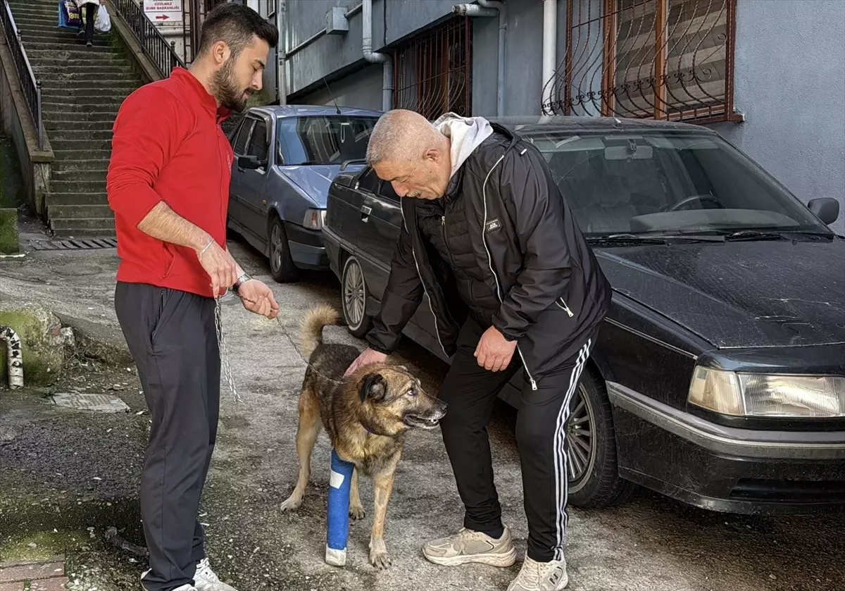 Zonguldak'ta Ağlayan Köpek ‘Kurşun’ 2,5 Ay Sonra Sağlığına Kavuştu