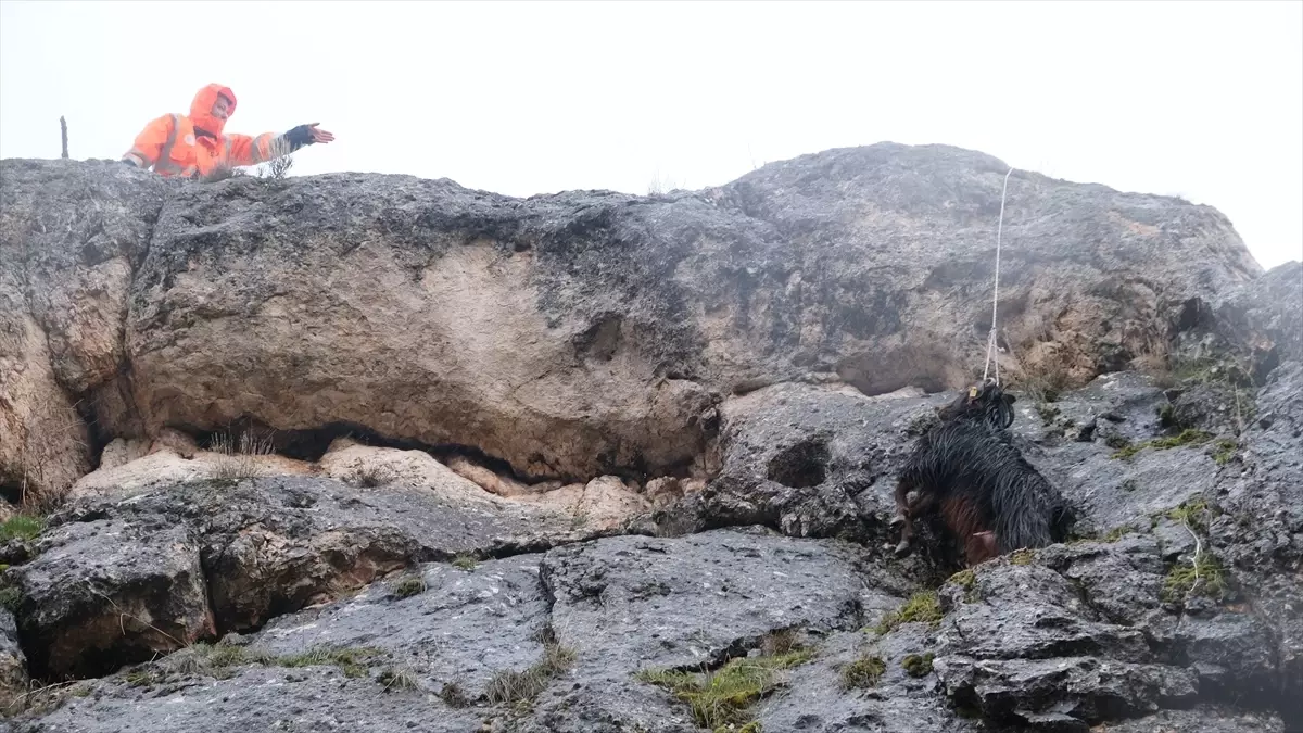 Sivas'ta Kayalıkta Kalan Keçi, İtfaiye Ekiplerinin Hızlı Müdahalesiyle Kurtarıldı
