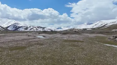 Hizan’da çiğdemlerle dolu çiçekli alan