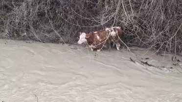 Köylüler buzağıyı sudan çıkardı