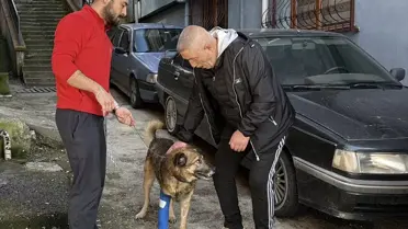 Tedavi sonrası sağlıklı koşan Kurşun köpek