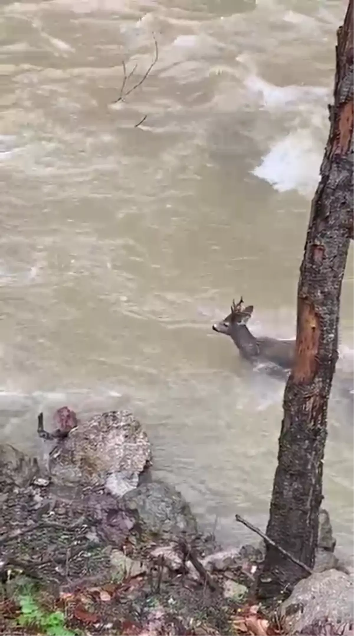 Kastamonu’da Karaca Şehriban Çayı’nı Aşarak Ormana Kaçtı