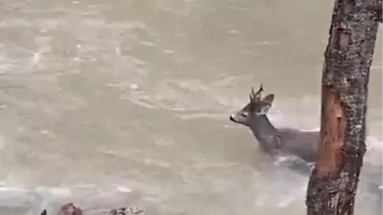 Karacanın çaydaki zor geçişi