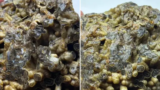 Kütahya’da Bulunan Sıradışı Taş 50.000 TL’ye Satışa Çıktı