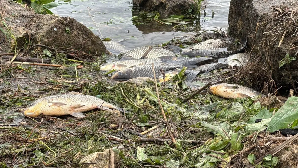 Büyükçekmece Gölü'nde Yağış Sonrası Su Seviyesi Ani Yükseldi, Sazanlar Kıyıya Sıkıştı