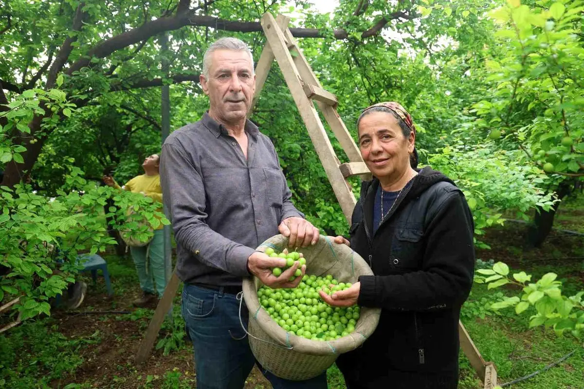 Hatay’da Can Eriği Üretimi Artıyor: 320 Ağaçtan Yüzlerce Lira Kazanılıyor