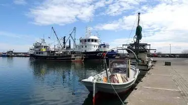 Samsun’da Balık Avı Sezonu Son Buldu: Bolluk ve Maliyet Sıkıntısı Bir Arada