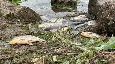 Büyükçekmece Gölü'nde yükselen su seviyesi