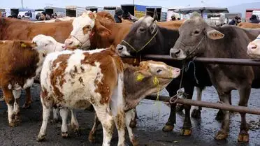 Şarkışla hayvan pazarında yoğunluk