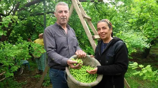 Can eriği hasadı ve paketleme süreci