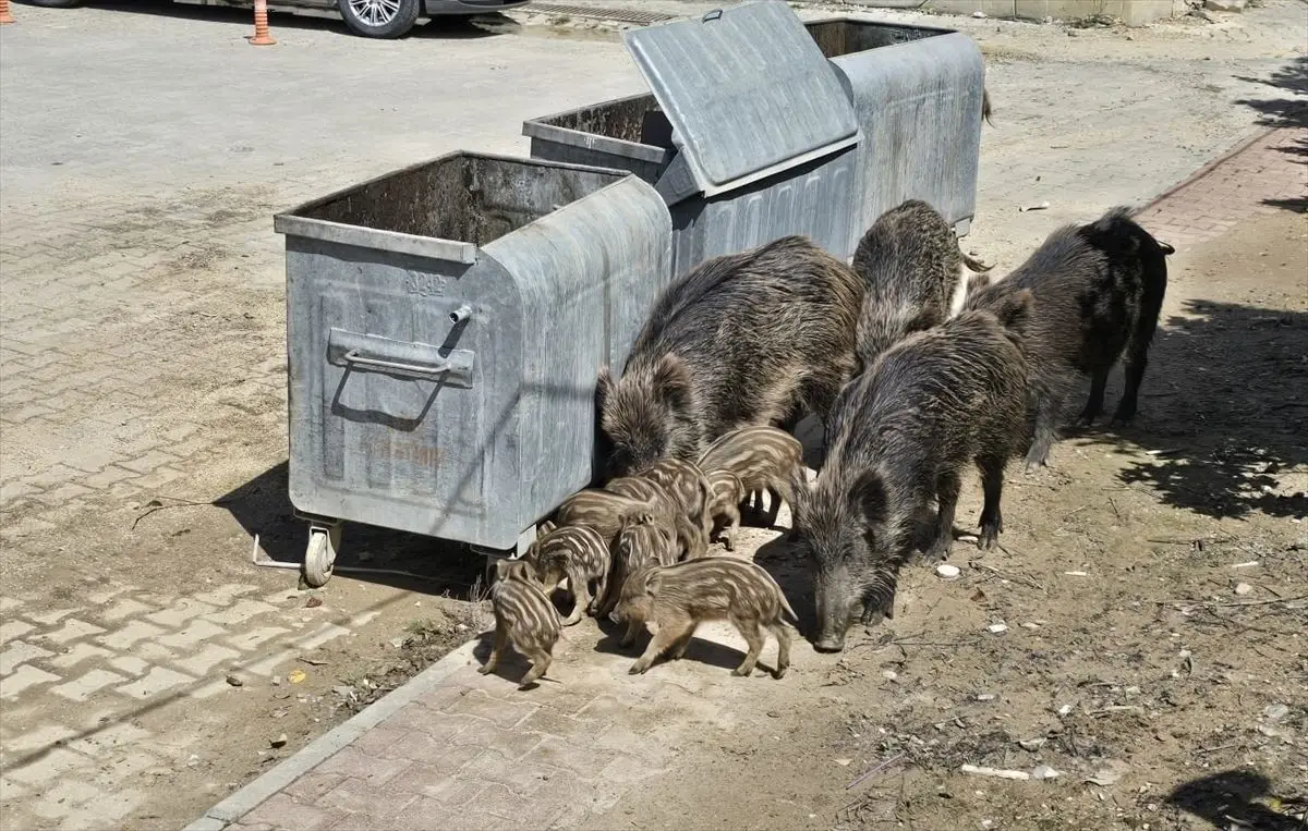 Kuşadası’nda Yaban Domuzları Çöp Konteynerlerinde Geziniyor: Yetkililer Uyardı