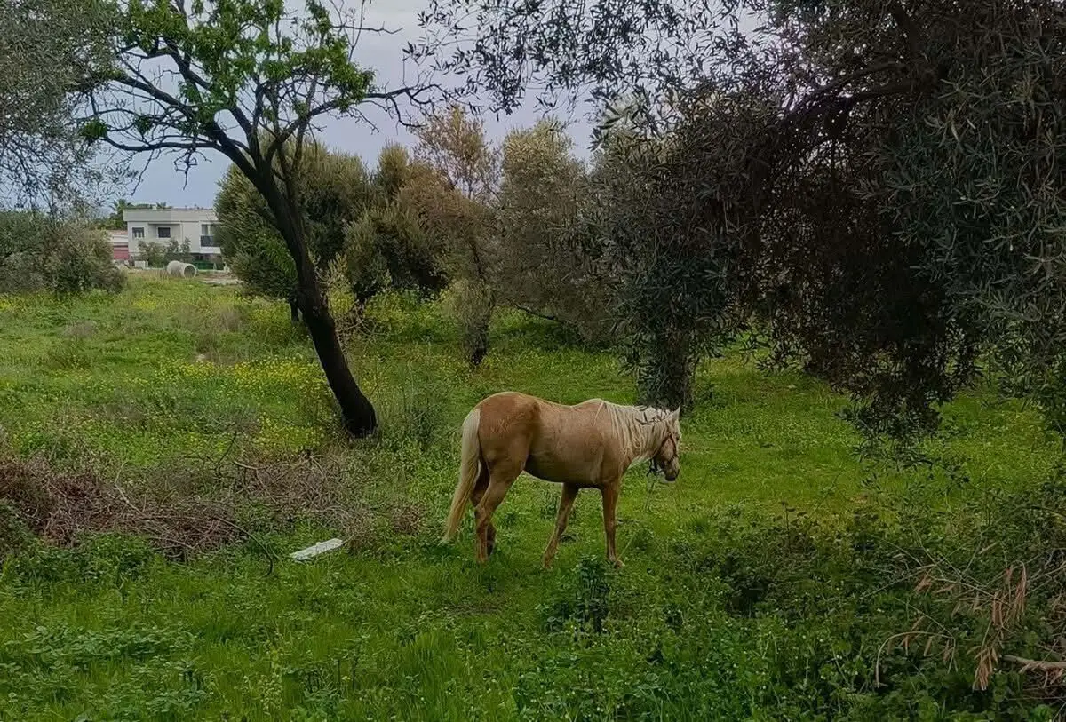 Kuşadası’nda Endemik Tülüşah Bitkisi Çöplerle Boğuşuyor