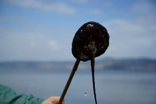 Kızıl denizanası yakın çekim