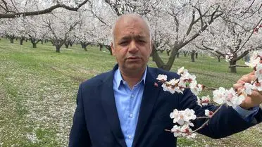 Kayısı çiçekleri detay fotoğrafı