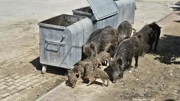 Yaban domuzları çöp konteynerlerinde