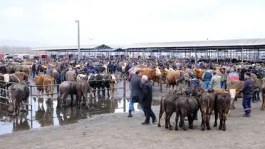 Şarkışla hayvan pazarı içinde yoğunluk