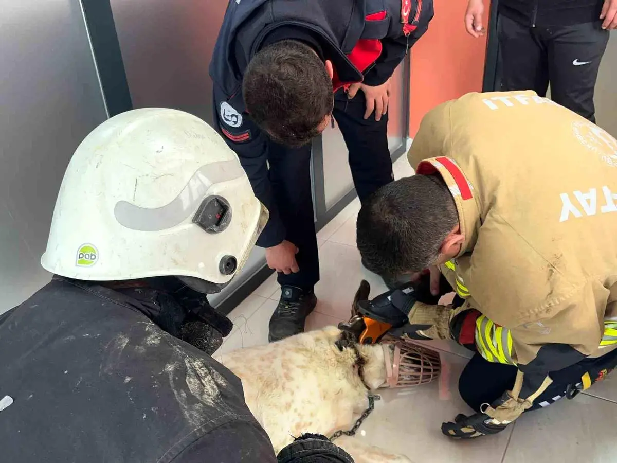 Hatay Defne'de Zincire Sıkışan Köpek İtfaiye Ekiplerinin Hızlı Müdahalesiyle Kurtarıldı