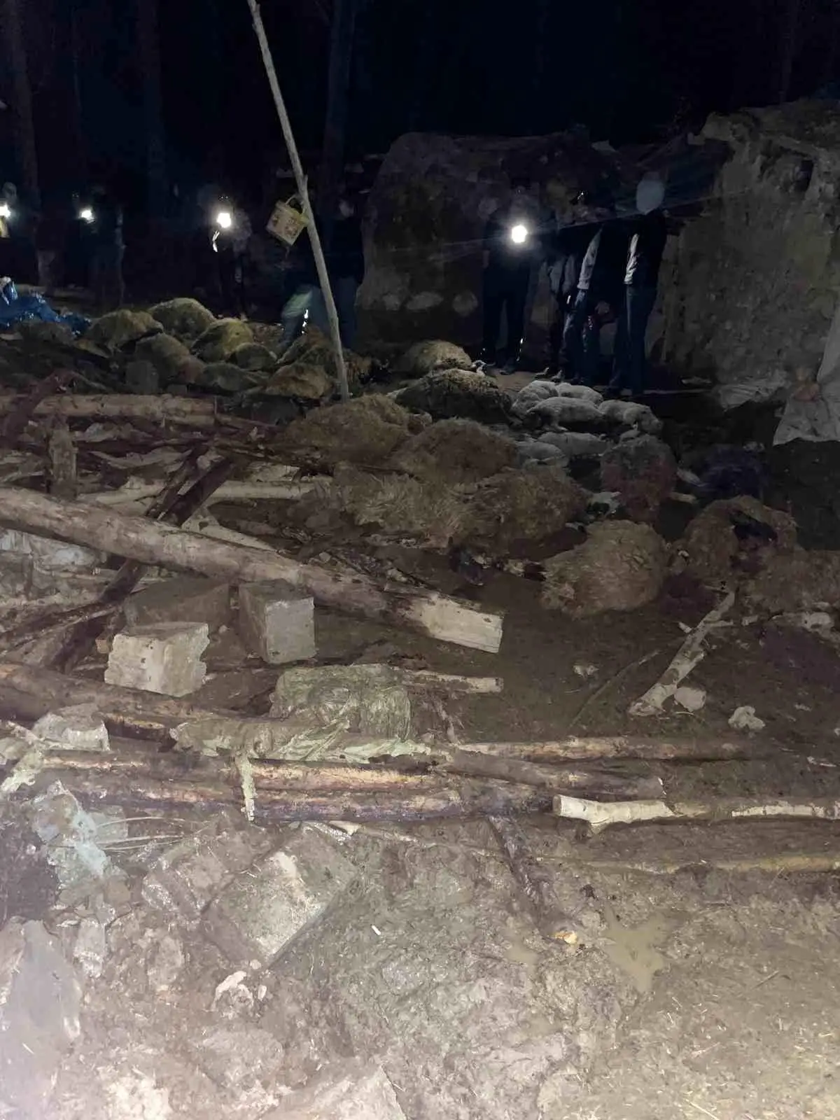 Van Gürpınar’da Ahır Çökmesi: 56 Koyun Telef, Bir İnek Yaralı Kurtarıldı