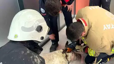 Köpeğin kurtarılması sırasında itfaiye ekipleri