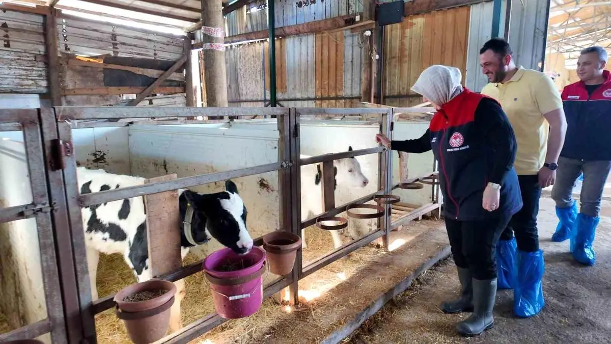 Düzce'de Hayvan Sağlığı Sertifikası Alan İşletmeler Artıyor