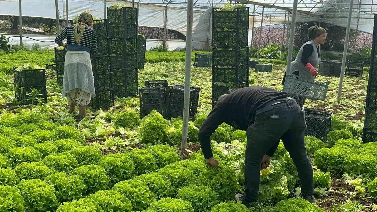 Kıvırcık Marulda Fiyat Şoku: Çiftçiler Yüzlerini Gülümseten 30 Liralık Artış