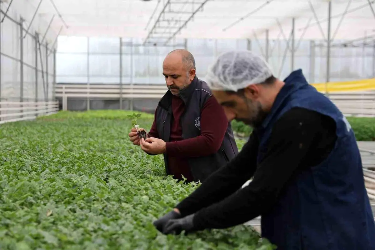 Elazığ’da Jeotermal Sera: Çiçek Üretimi Şehrin Yeşil Dokusunu Güçlendiriyor