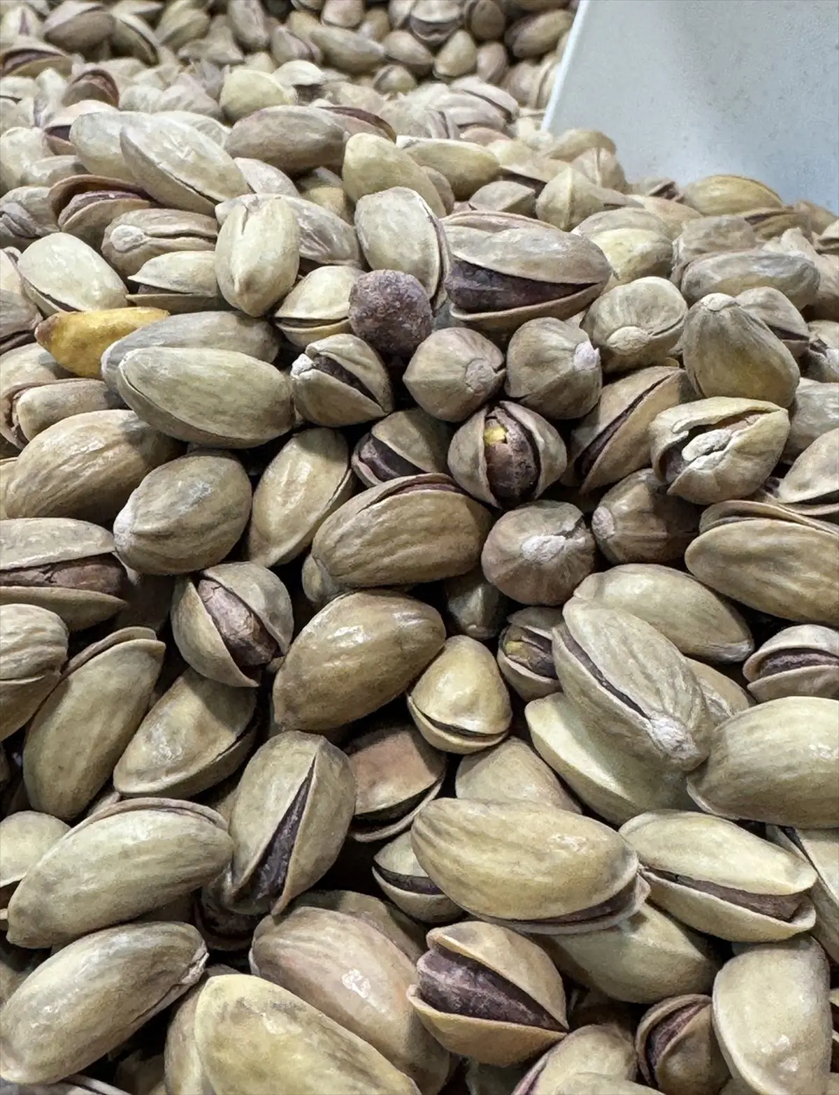 Türkiye'nin İlk Çeyreğinde Fıstık İhracatı Rekor Seviyeye Ulaştı